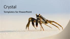  Presentation with crab - Presentation having macro photo of crab on the beach background and a light blue colored foreground