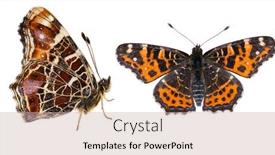  Presentation with butterfly - Slides enhanced with macro-photo-of-dark-red and a  colored foreground