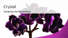  Presentation with dark flower - Audience pleasing presentation consisting of macro photo of dark violet backdrop and a white colored foreground