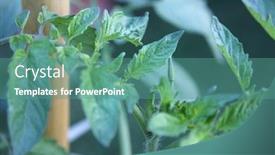  Presentation with tomato plant - Audience pleasing theme consisting of macro-photo-of-early-flower backdrop and a teal colored foreground