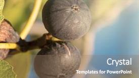  Presentation with fig tree - PPT theme having macro photo of figs background and a coral colored foreground
