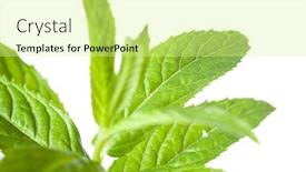  Presentation with mint - Cool new presentation with macro photo of green mint isolated on white backdrop and a soft green colored foreground