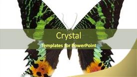  Presentation with orange butterfly - Slide set featuring macro photo of green and orange butterfly isolated on white background background and a tawny brown colored foreground