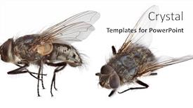  Presentation with fly - Colorful presentation design enhanced with macro-photo-of-grey-fly backdrop and a white colored foreground