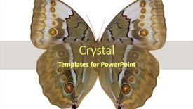  Presentation with butterfly - Amazing presentation theme having macro-photo-of-light-brown backdrop and a tawny brown colored foreground
