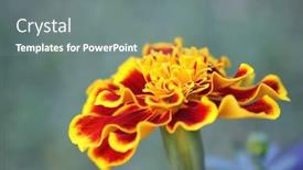  Presentation with rain - Cool new presentation theme with macro-photo-of-marigold backdrop and a gray colored foreground