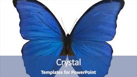  Presentation with monarch butterfly isolated on white - Slide deck with macro photo of morpho isolated background and a  colored foreground