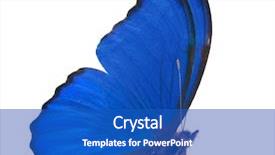  Presentation with insect macro of mosquito aedes - Theme featuring macro photo of morpho isolated background and a  colored foreground