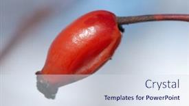  Presentation with sky - Audience pleasing presentation theme consisting of macro-photo-of-one-eglantine backdrop and a sky blue colored foreground