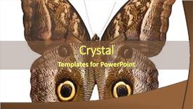  Presentation with insect macro of mosquito aedes - PPT theme having owls eyes - macro photo of owl butterfly background and a tawny brown colored foreground