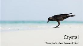  Presentation with raven - Slide deck consisting of macro photo of raven on the beach background and a white colored foreground