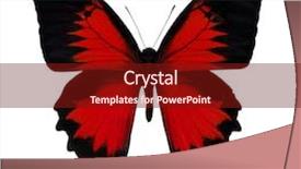  Presentation with red black and white - Presentation design with macro photo of red butterfly background and a tawny brown colored foreground