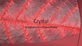  Presentation with isolated fall oak leaf - Colorful slides enhanced with macro photo of red fall backdrop and a  colored foreground