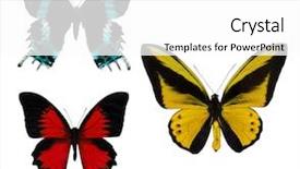  Presentation with butterflies - Amazing presentation having macro photo of three butterflies isolated on white background backdrop and a white colored foreground