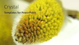  Presentation with photo - Beautiful PPT theme featuring macro-photo-of-willow-catkins backdrop and a yellow colored foreground