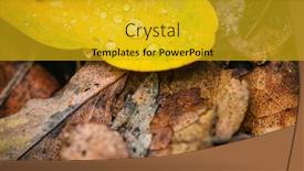  Presentation with autumn leaves - PPT layouts with macro-photograph-of-yellowed-dried background and a gold colored foreground