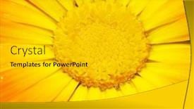  Presentation with stem - Slides consisting of macro-picture-of-the-stem background and a light gray colored foreground