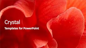  Presentation with hibiscus - Slides featuring macro of red hibiscus rosa background and a crimson colored foreground