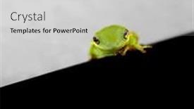  Presentation with green tree - Audience pleasing slide deck consisting of macro-selective-focus-on-eyes backdrop and a light gray colored foreground