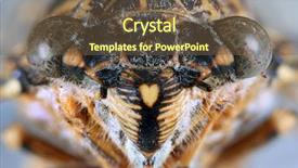  Presentation with insect - Presentation consisting of macro shoot of cicada orni background and a  colored foreground