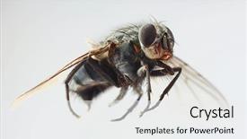  Presentation with gender and domestic violence - Slide set featuring diptera - macro shoot of domestic housefly background and a white colored foreground