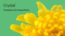  Presentation with chrysanthemum - PPT layouts consisting of macro shot chrysanthemum background and a seafoam green colored foreground