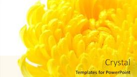  Presentation with chrysanthemum - PPT theme enhanced with macro-shot-chrysanthemum background and a light gray colored foreground