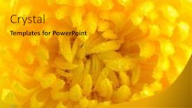 Presentation with chrysanthemum - Cool new presentation theme with macro-shot-chrysanthemum backdrop and a light gray colored foreground