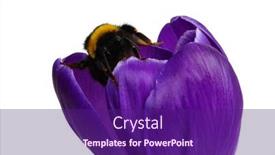  Presentation with bumblebee - Presentation theme consisting of macro-shot-of-a-bumblebee background and a violet colored foreground