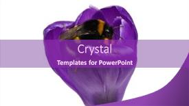  Presentation with bumblebee - Slide set having macro-shot-of-a-bumblebee background and a violet colored foreground