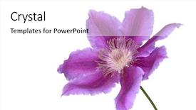  Presentation with clematis - Colorful slides enhanced with macro shot of a clematis backdrop and a white colored foreground