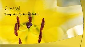  Presentation with lily flower - Cool new slides with macro-shot-of-a-pestle backdrop and a yellow colored foreground