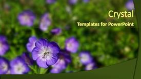  Presentation with purple flowers - Beautiful presentation featuring macro shot of a purple wild geraniums with a narrow depth of field and soft focus flowers in background backdrop and a tawny brown colored foreground