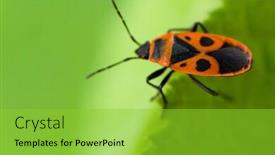  Presentation with leave - Amazing PPT theme having macro-shot-of-a-red backdrop and a yellow colored foreground