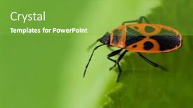  Presentation with leave - Beautiful slides featuring macro-shot-of-a-red backdrop and a seafoam green colored foreground