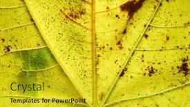  Presentation with yellow - PPT layouts featuring macro-shot-of-a-yellow background and a gold colored foreground