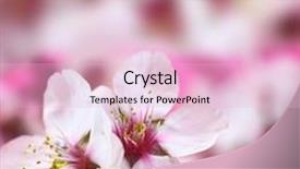  Presentation with almond - PPT layouts featuring macro shot of almond flowers blossoms background and a lemonade colored foreground