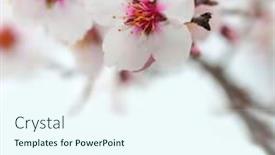  Presentation with almond - Cool new theme with macro shot of almond flowers blossoms backdrop and a cool aqua colored foreground