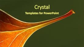  Presentation with autumn leaves falling - Cool new slides with macro shot of autumn leaf backdrop and a tawny brown colored foreground