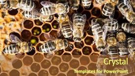  Presentation with honeycomb - Amazing theme having macro shot of bees swarming backdrop and a tawny brown colored foreground