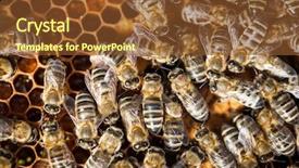  Presentation with honey bee honeycomb - Colorful presentation theme enhanced with macro shot of bees swarming backdrop and a tawny brown colored foreground