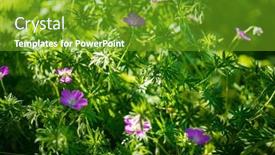  Presentation with geranium - Slides with macro-shot-of-bloody-cranesbill background and a tawny brown colored foreground