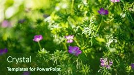  Presentation with geranium - Presentation theme enhanced with macro-shot-of-bloody-cranesbill background and a forest green colored foreground