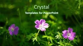  Presentation with geranium - Presentation featuring macro-shot-of-bloody-cranesbill background and a tawny brown colored foreground