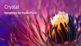  Presentation with clematis - Audience pleasing slides consisting of macro shot of clematis flower backdrop and a coral colored foreground