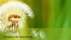  Presentation with dandelion - Cool new presentation theme with macro-shot-of-dandelion-being backdrop and a gold colored foreground