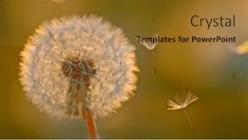  Presentation with freeze - Theme with macro-shot-of-dandelion-being background and a gold colored foreground