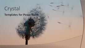  Presentation with freeze - Presentation theme featuring macro-shot-of-dandelion-being background and a light gray colored foreground