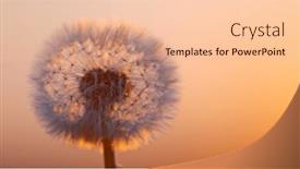  Presentation with freeze - Presentation design consisting of macro-shot-of-dandelion-being background and a lemonade colored foreground