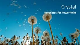  Presentation with freeze - PPT theme enhanced with macro-shot-of-dandelions-being background and a ocean colored foreground
